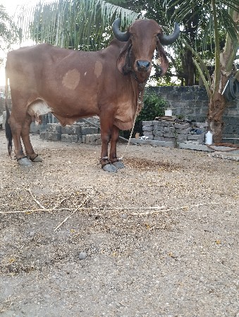 ગીર ગાય વેસવાની સે