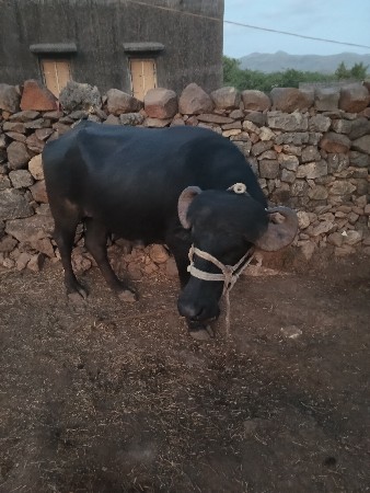 પાડો વેસવાનુ છે