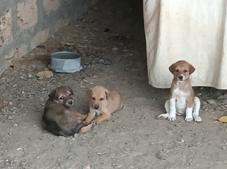 વેચવાનું છે