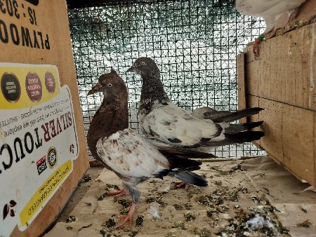 કબૂતર વેચવાના છે
