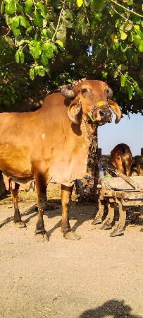 બે..ગીર..ગાય વેચવા ની છે