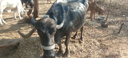 સાવ સોજી છે
