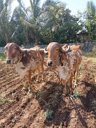 બીજીધર