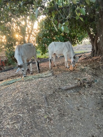ગોઢલા બળદ વેચવાના છે