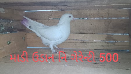 kabu tar vech vanase