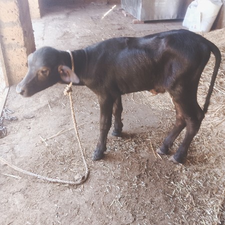 પાડો