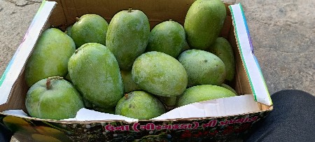Kesar Keri.      kodinar mitiyaj