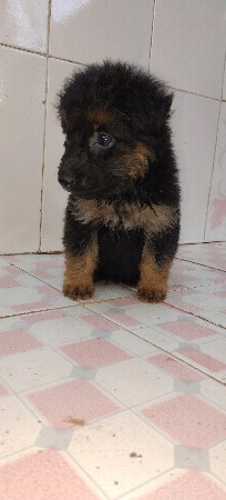 jarman safed female pappy