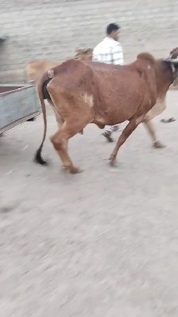 ગાય વેચવાની છે