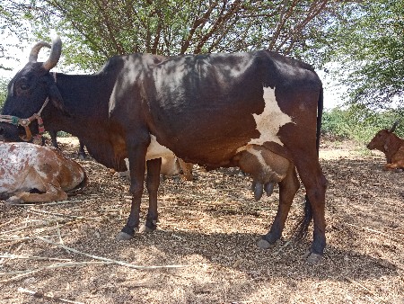 3 વેતર ગાય વેશવાનીસે