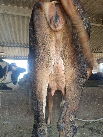 જર્સી ઓડકી