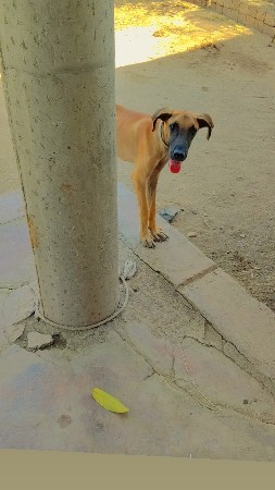 ગ્રેડેન ડોગ મેલ એક્સચેન્જ.