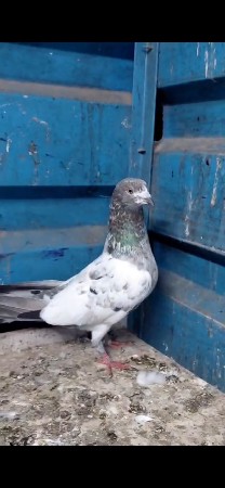 એક નર દેવાનો છે