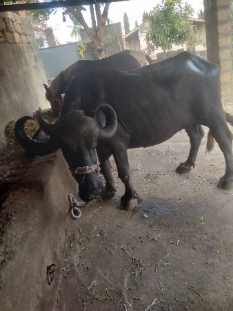 ભેંશ વેશ વાનીછે