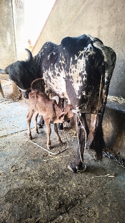 કાળી કાબરી ગાય વેચવાની છે