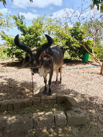 બળદ વેચવાનો છે