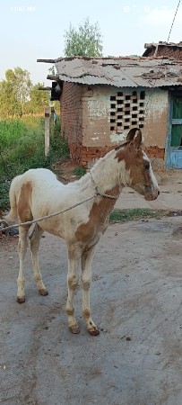 વછેરી અને વછેરા હોય