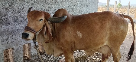 ગાય વેચવાની છે