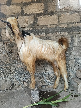 બે બકરા વેચવાના છે