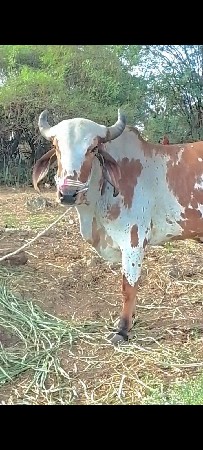 6દાતે