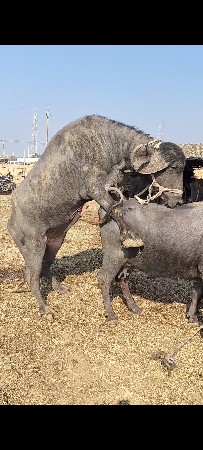 પાડો