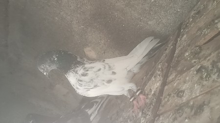 કબૂતર વેચવાના સે બધા ભેગા દેવાના