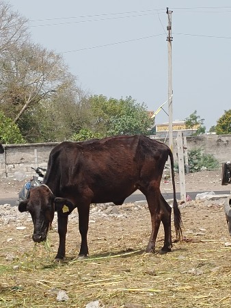 બે મયના થયા બીજદાન કરાવેલ છે