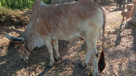 બળદ વેચવાનો છે