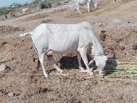 ધોરી ગા ત્રીજુ વેતર