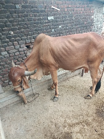 દેશી ગાય બેસવા ની સે