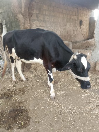 એશેફ ગાય વેચવાની સે