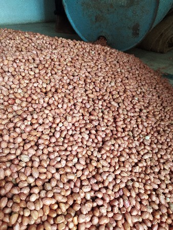 ગીરનાર 4 નું બિયારન