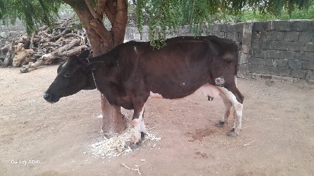 🐄 વેચવાનીછે