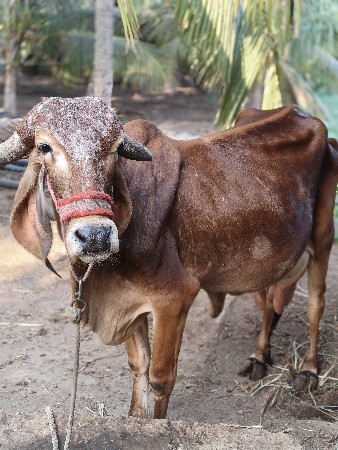 ગાય વેચવાની છે