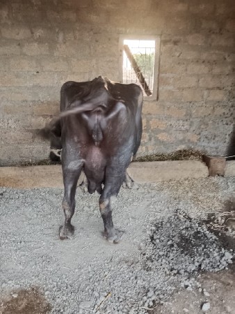 ભેંશ વેચવાની છે