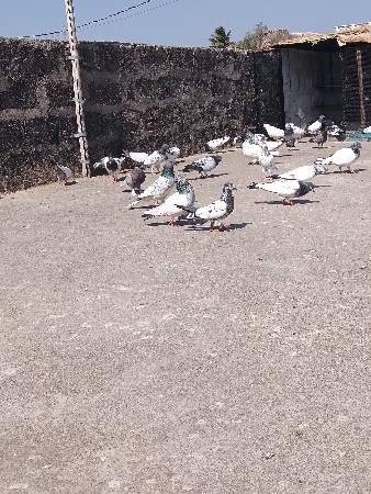કબૂતર વેચવાના છે