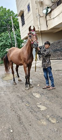 આ ઘોડી વેચવાની છે સાટા પણ કરવાના છે