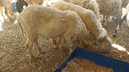 2 ઘેટા