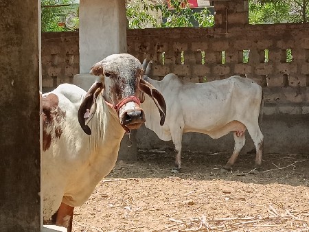 2 ગીર વાછડી વેચવાની છે
