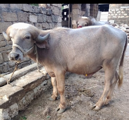 પાડો ભાવમાં જવાનું છે ભૂરો