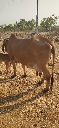 ગાયવેચવાનિછે