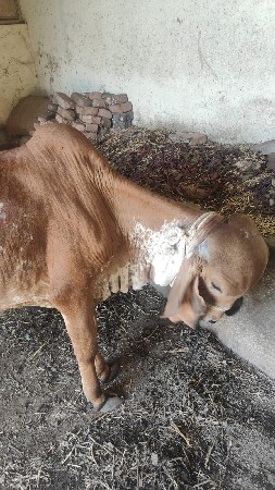 ગૉઢલાછૅવૅચવાનના