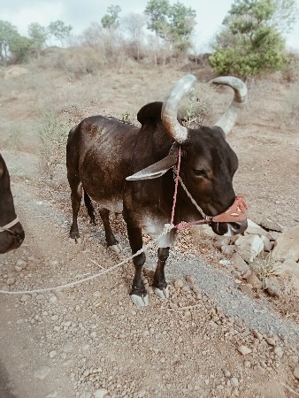 બળદ વેચવાના છે