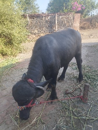 આપાડોવેચવાનોછે
