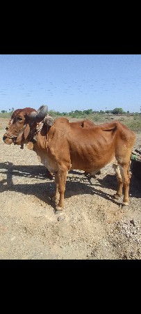 બળદ વેચવાના છે