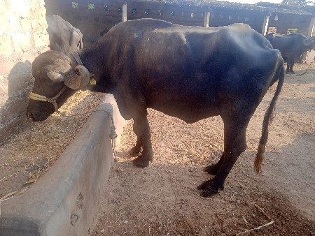 વિજય