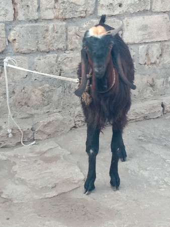 આ બકરો વેચવાનો છે