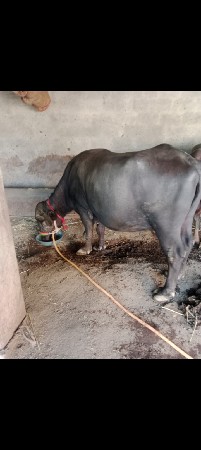 3જુ વેતર