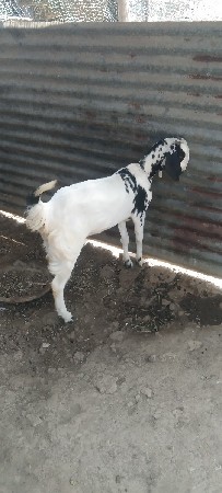 ત્રણ બકરીઓ વેચવાની છે