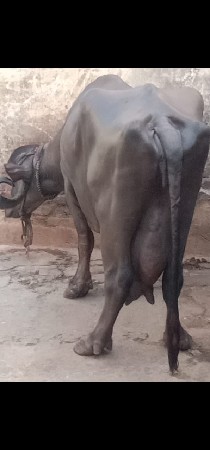 ૩ વેતર